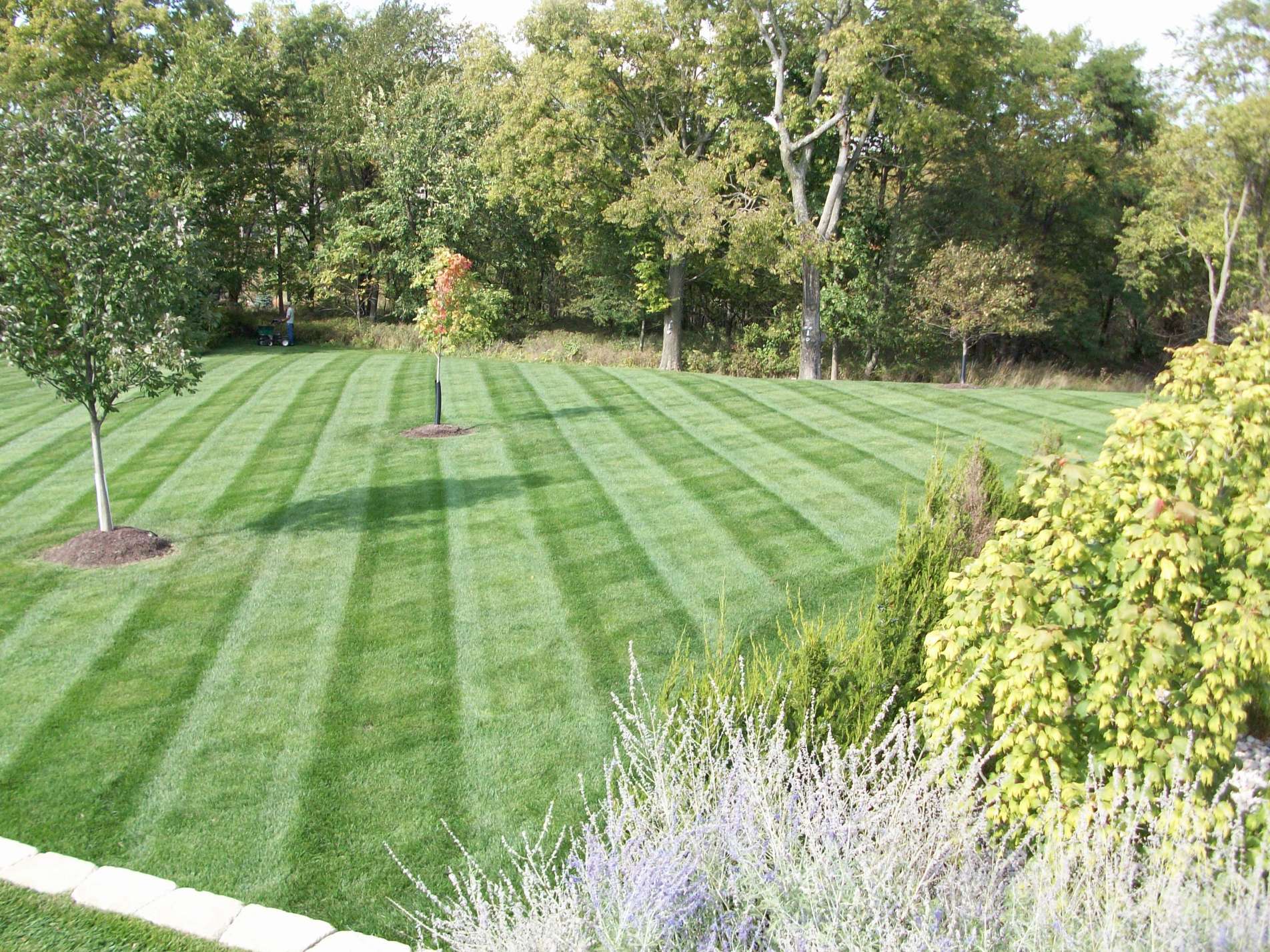 With regular mowing, edging, and trimming the Greenlawn team will keep your lawn in pristine shape.
